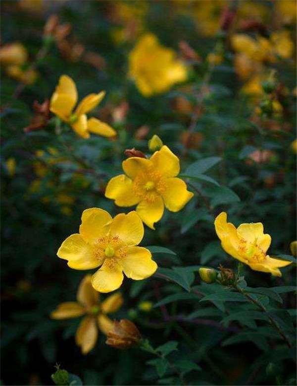 芒种花,芒种花神节