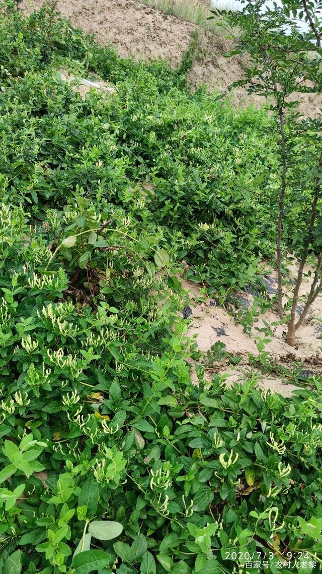 药用金银花种植技术与栽培管理的简单介绍