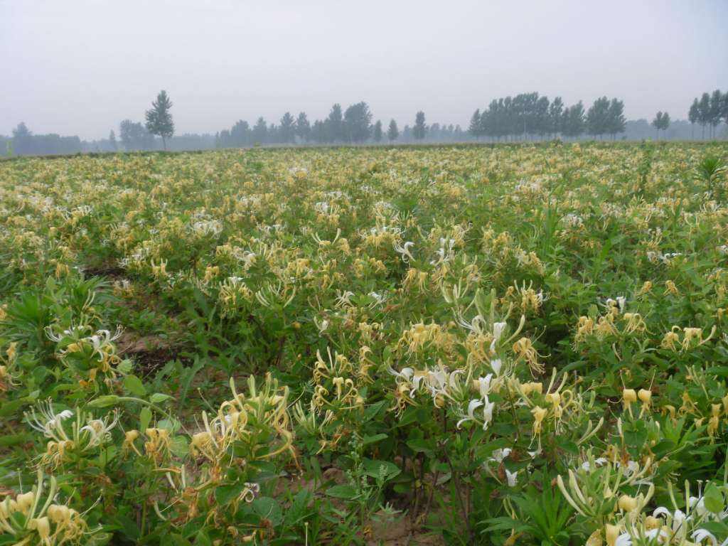 金银花基地金银花种植基地