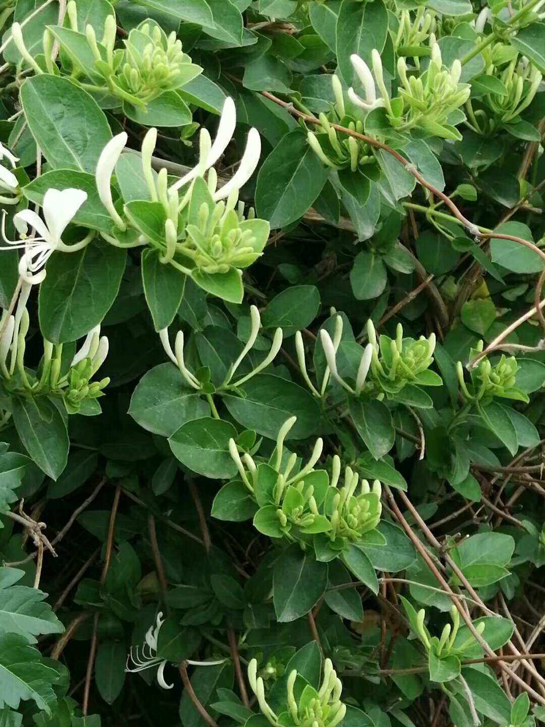 金银花图片白色金银花的图片大全集