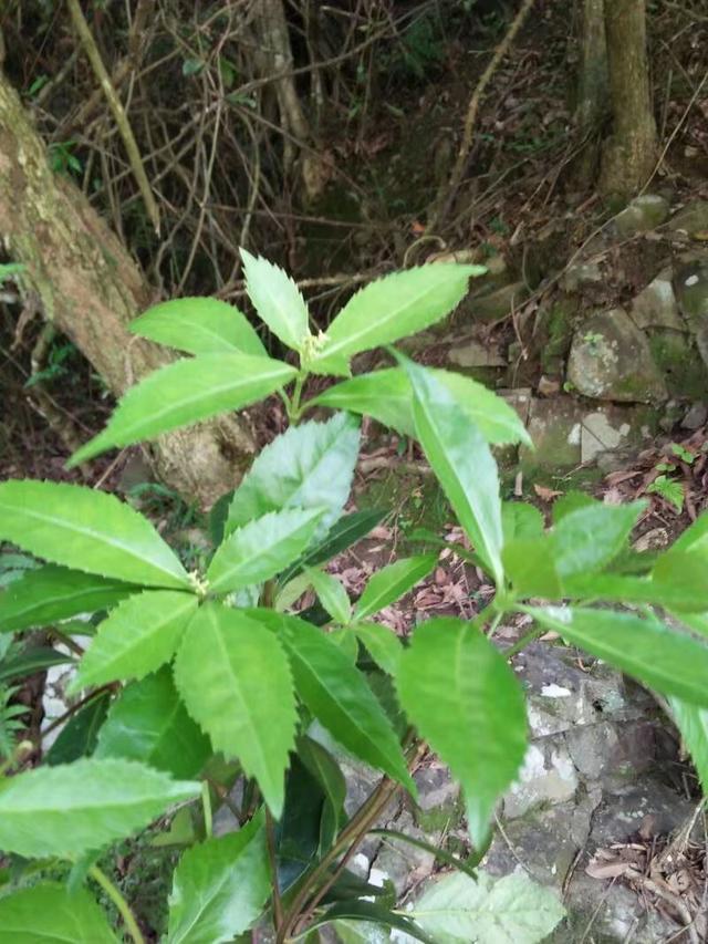 草珊瑚草珊瑚茶的功效与作用