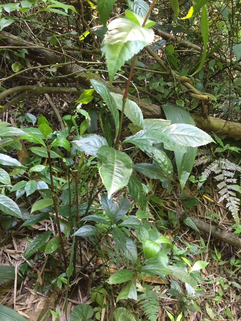 草珊瑚草珊瑚茶的功效与作用