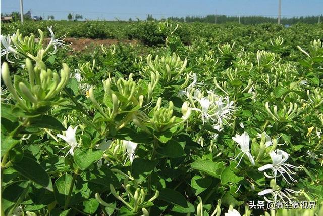 今年金银花市场价多少钱一斤今年金银花多少钱一斤