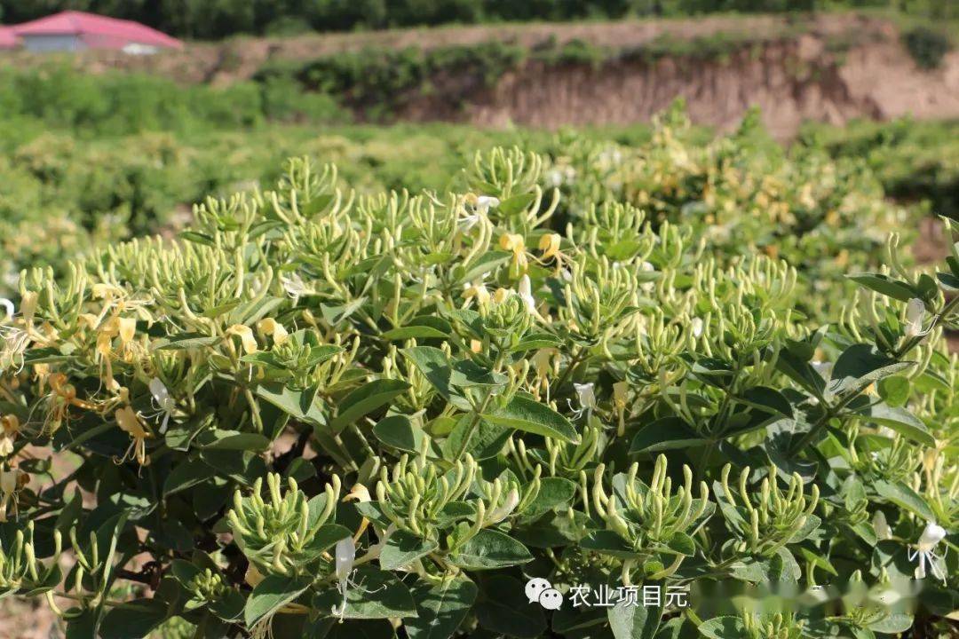 金银花的栽培季节,金银花的栽培