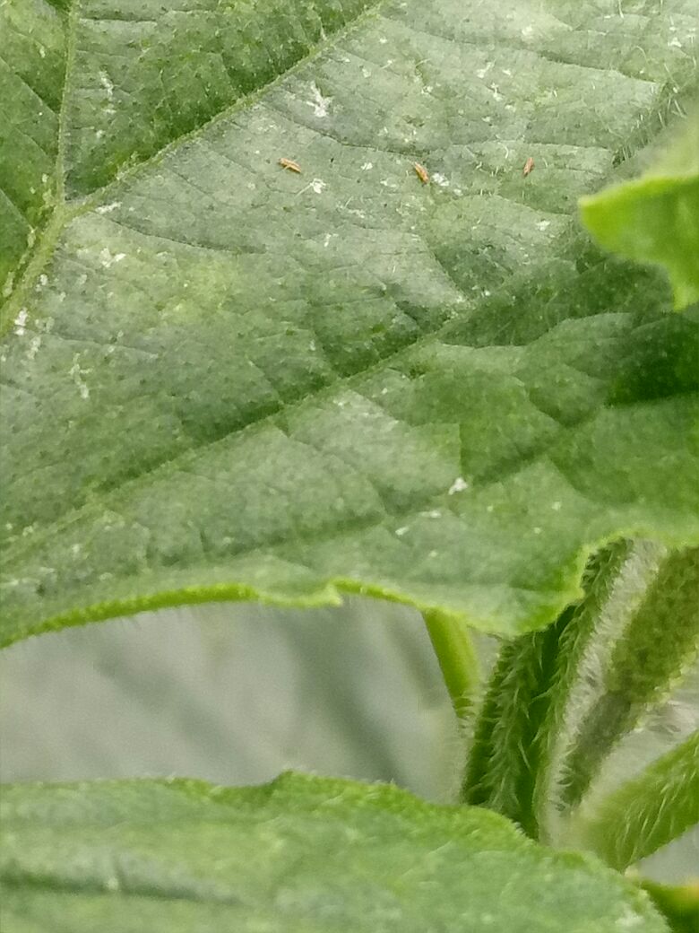 茶黄蓟马用什么药效果最好茶黄蓟马