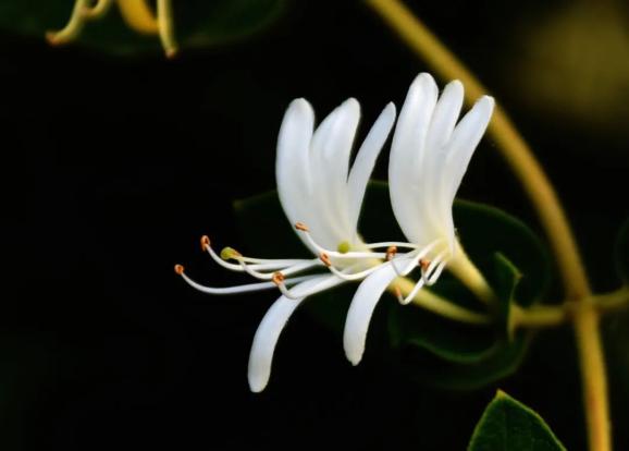 《下厨房》金银花原文,下厨房金银花原文免费阅读第三部