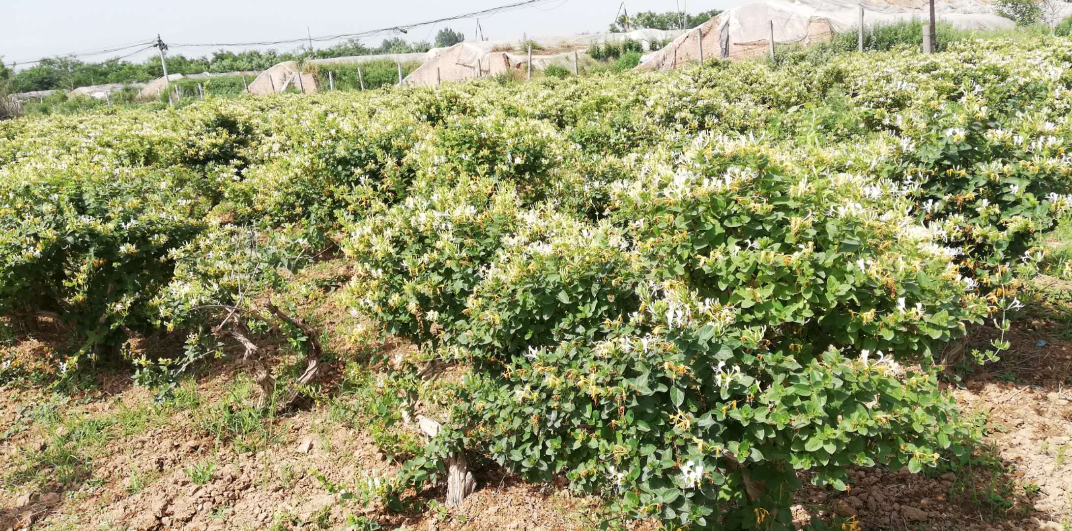 中国金银花原产地,中国金银花产地