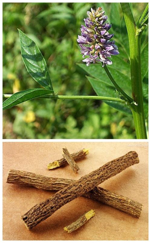 甘草的功效与作用的功能与主治与用量,甘草的功效与作用