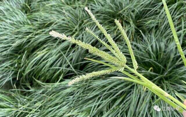 牛筋草煮水喝的9大奇效,牛筋草