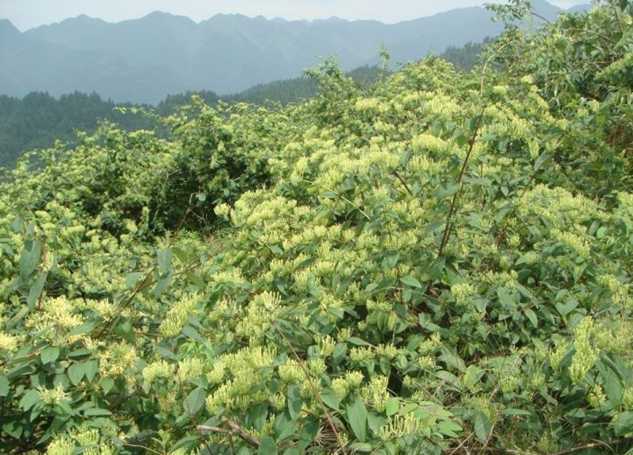 野生金银花树图片高清野生金银花树图片