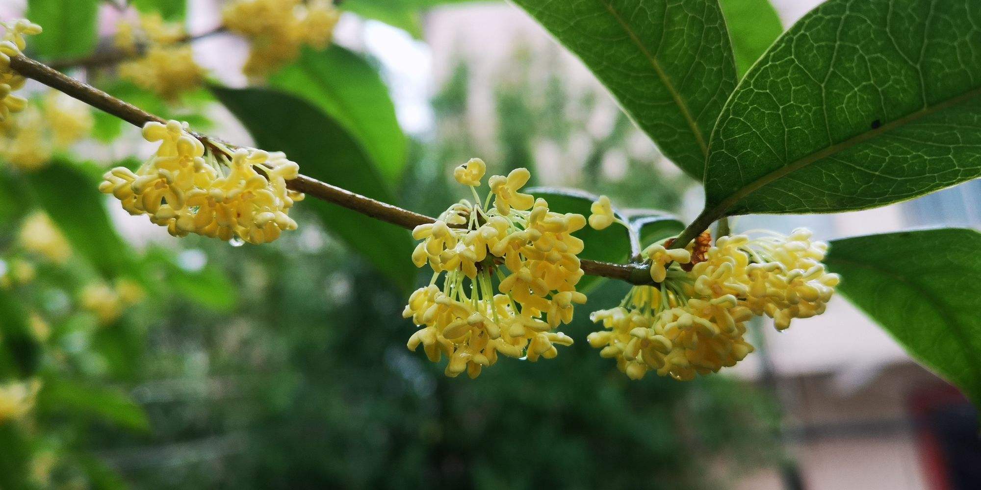 桂花桂花树图片