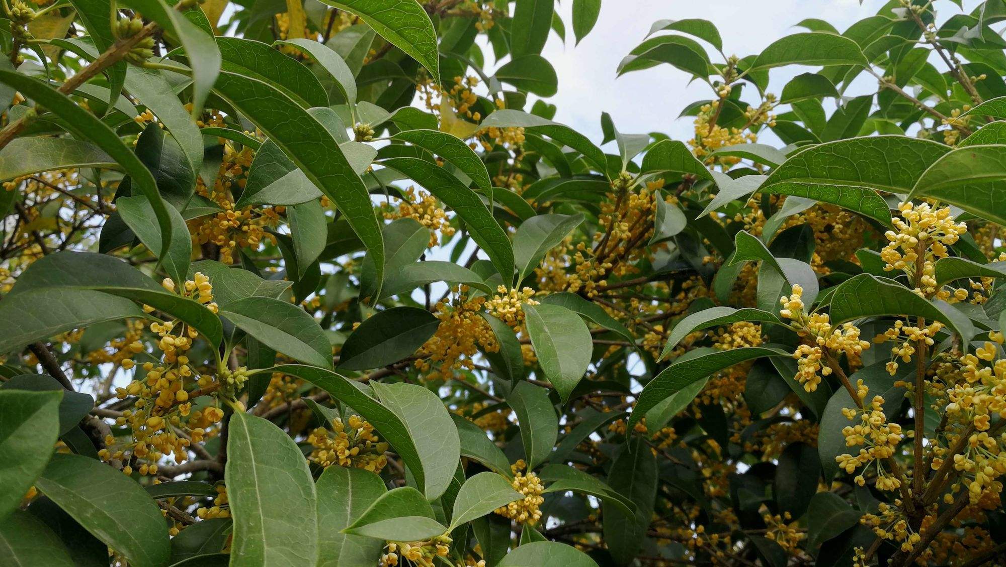 桂花桂花树图片