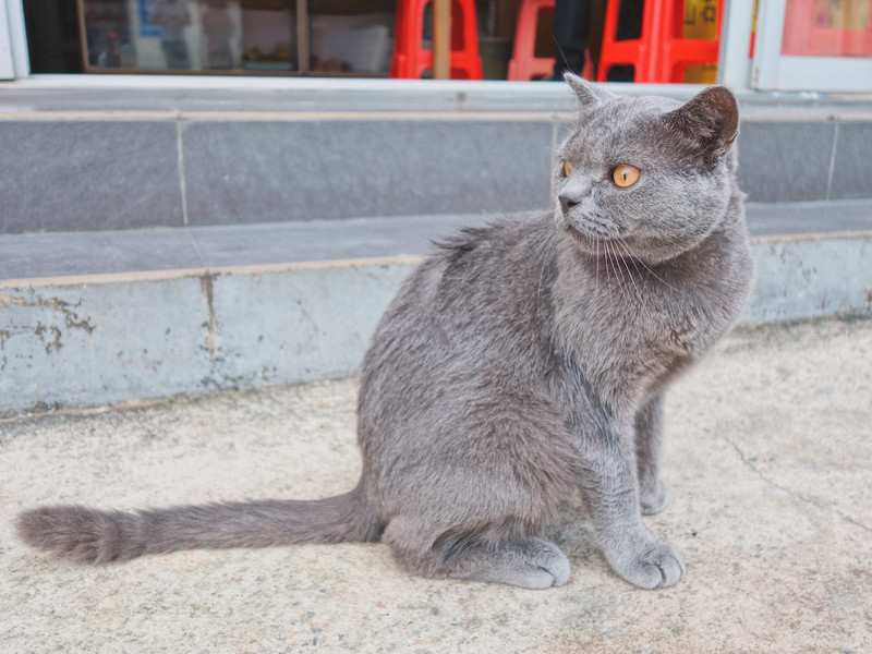 猫儿眼睛,猫儿眼睛草