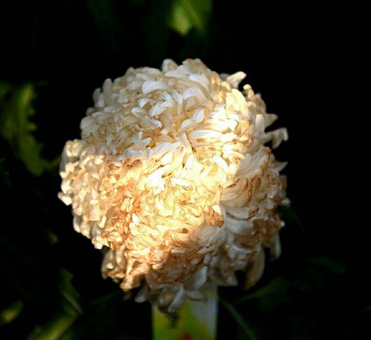 菊花长菜花状疙瘩图片,菊花长菜花