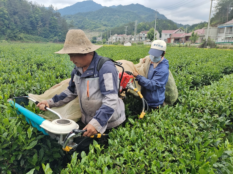 茶企3000吨茶叶被泡老板痛哭的简单介绍