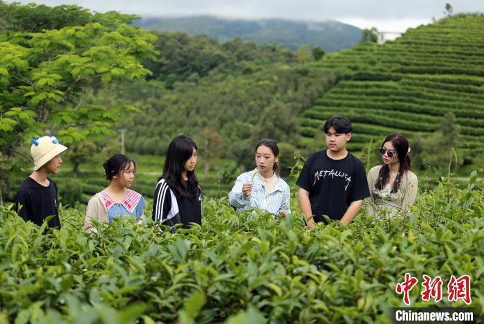 普洱茶新闻试标题,普洱茶新闻