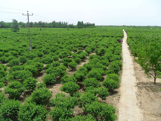 山东金银花产地,山东金银花什么价