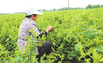 山东金银花产地,山东金银花什么价