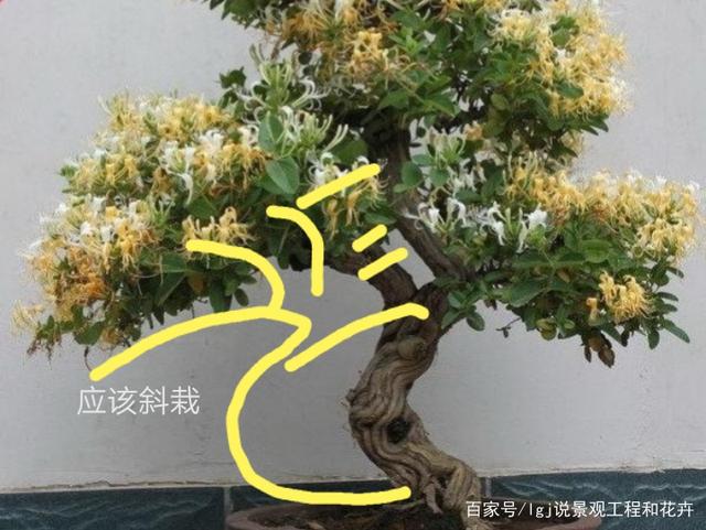 花草种子批发市场价格盆栽金银花种植技术