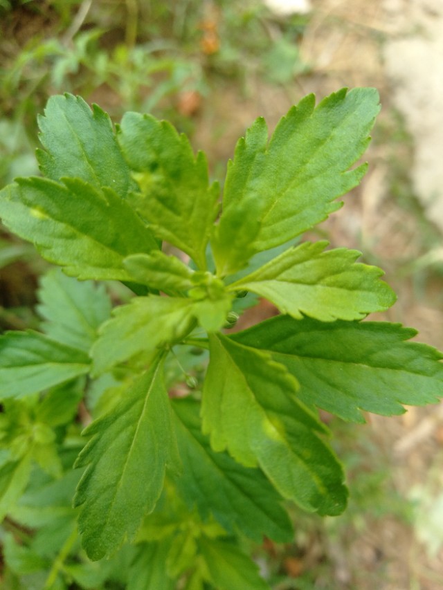 野甘草煮水喝的功效野甘草