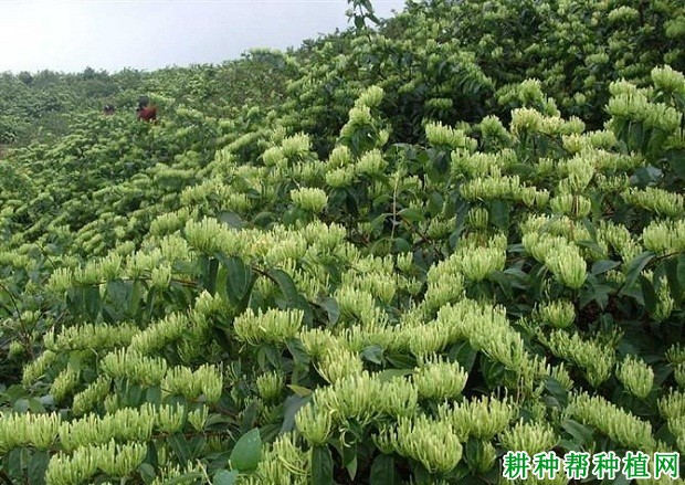 金银花的栽培技术与管理金银花的栽培技术与管理方法