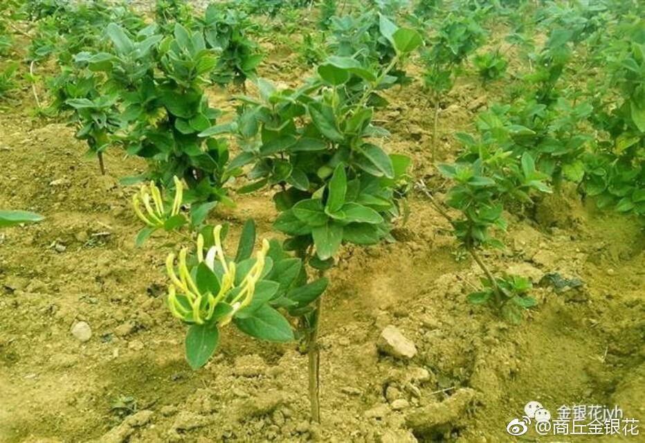 金银花种植技术与栽培管理的视频讲解大全,金银花种植技术与栽培管理的视频讲解