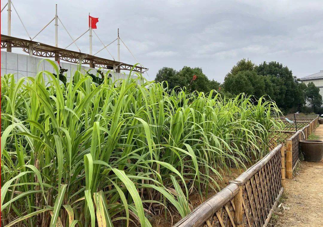 菊内留香txl金银花露海棠书院《菊内留香》金银花露原文车