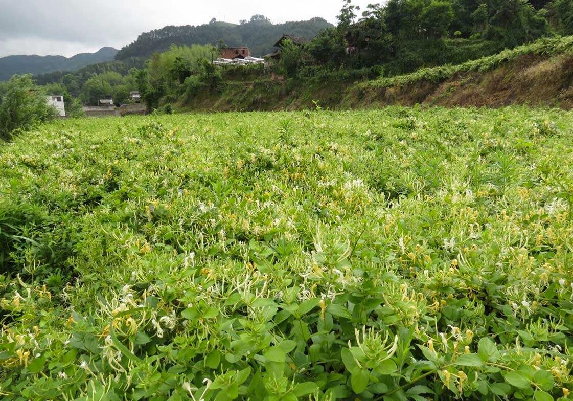 哪里的金银花药效最好,哪里产的金银花最正宗