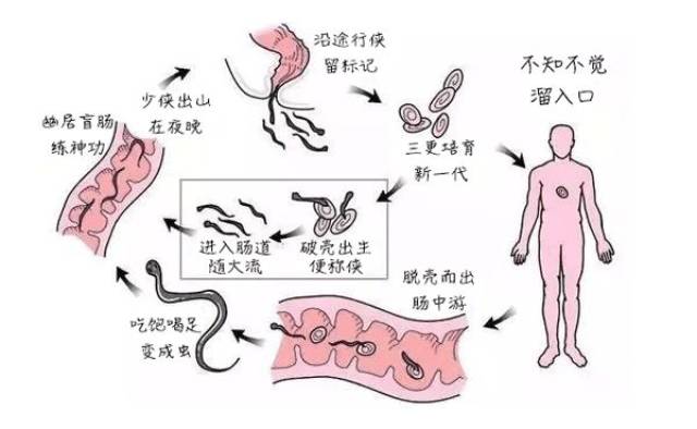 菊花痒是什么原因怎么处理,菊花痒是什么原因