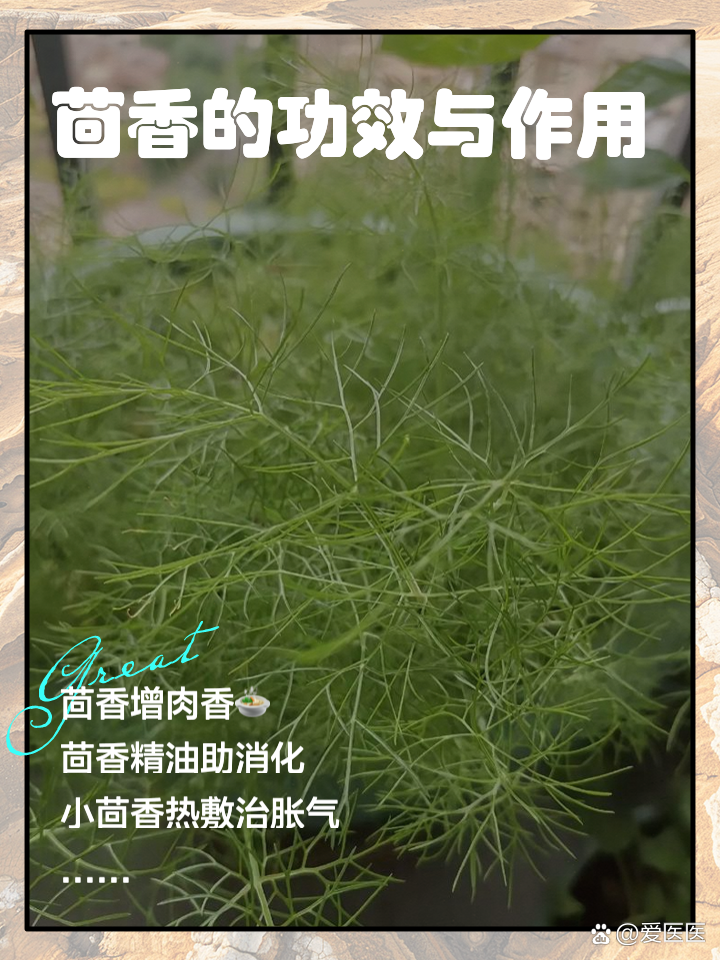 小茴香的功效和作用小茴香的功效和作用有哪些