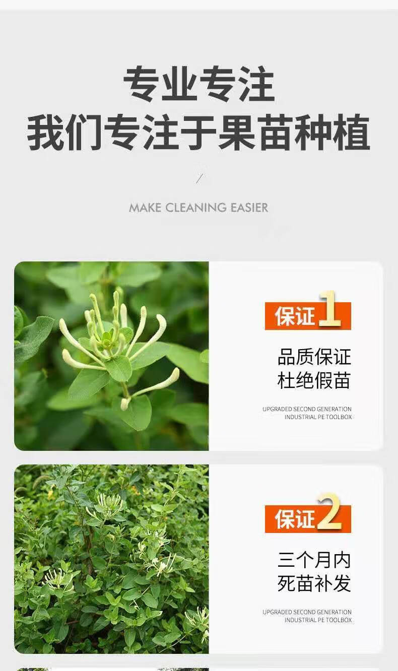 包含家庭金银花种植技术与栽培管理的词条