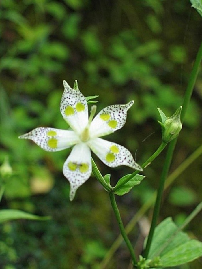 獐牙菜,印度獐牙菜