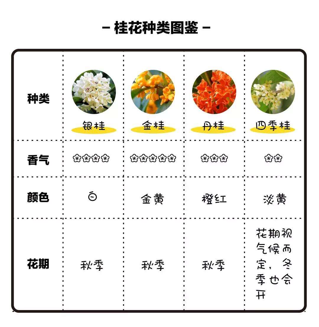 桂花作用和功效桂花作用