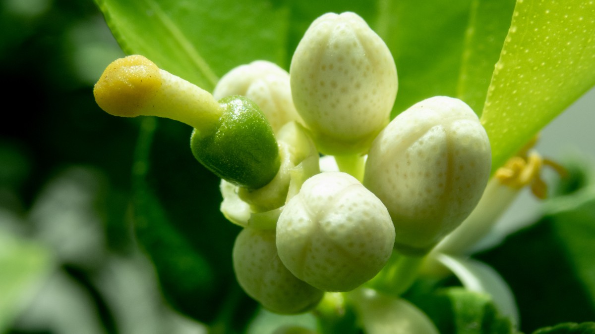 中药代代花中药代代花图片