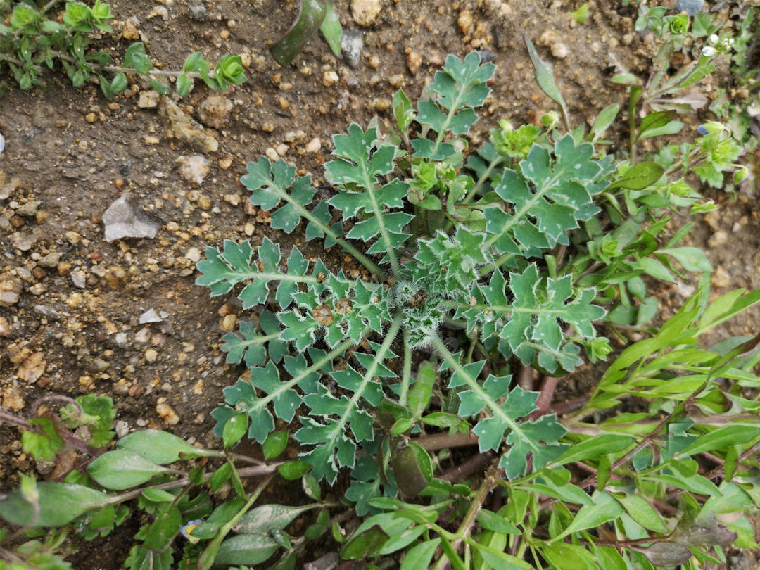 秃疮花秃疮花的功效与主治