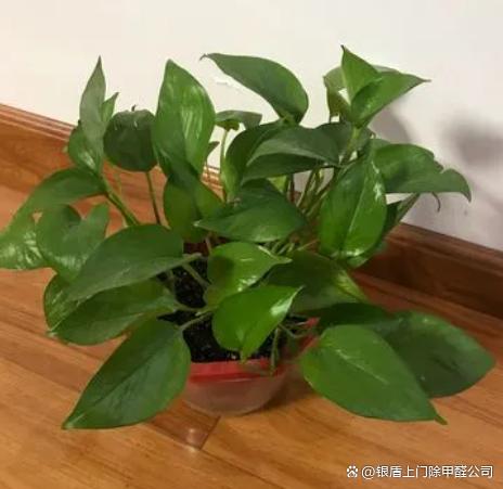 去甲醛味用什么方法最快植物甲醛去除的正确方法植物