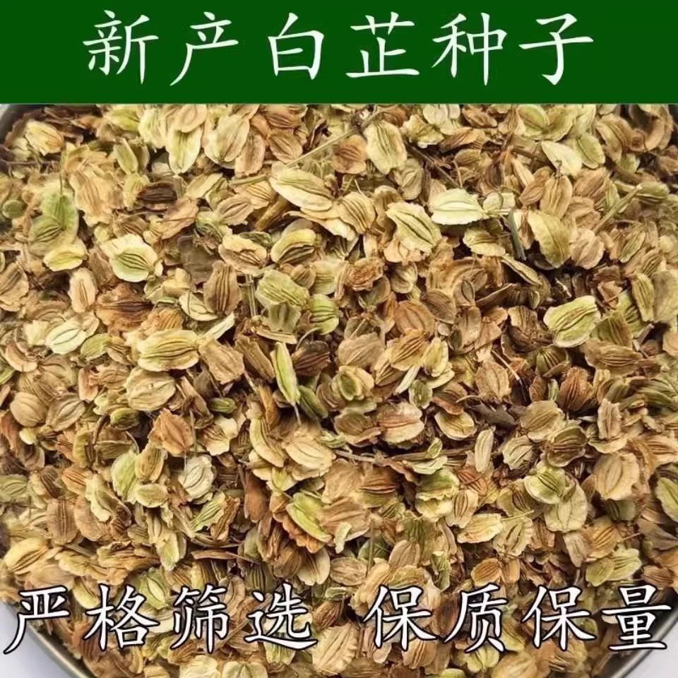 杭白芷杭白芷的功效作用与主治