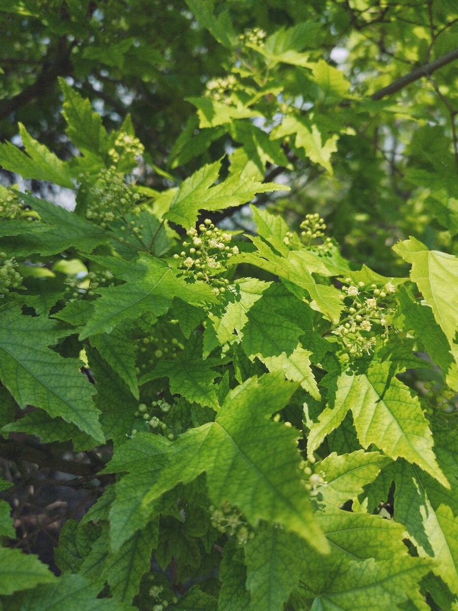 茶条槭茶条槭果期