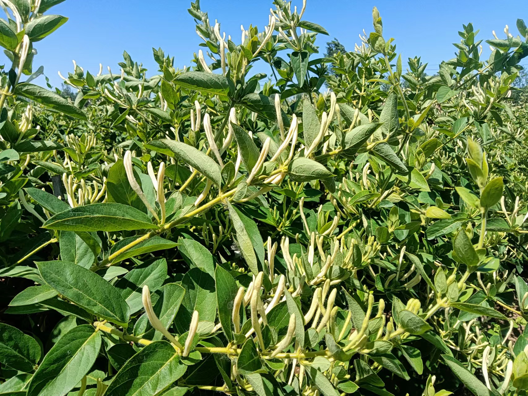 金银花的图片金银花的图片是什么样的