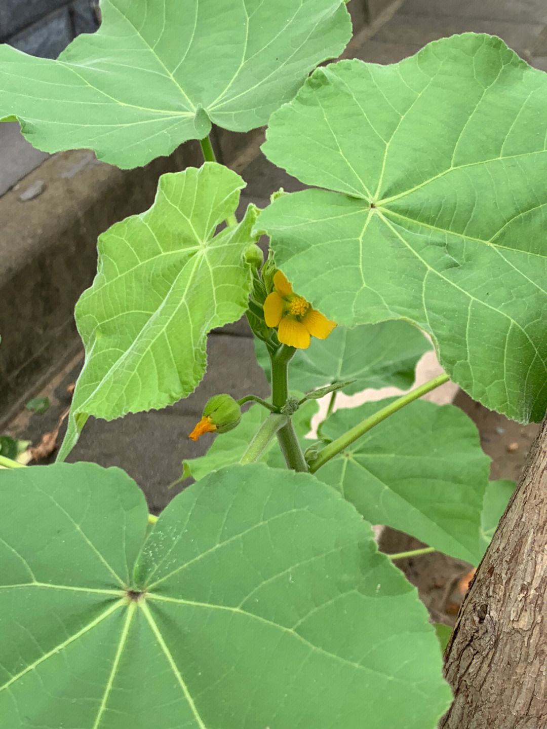 小叶金花草小叶金花草解毒秘方