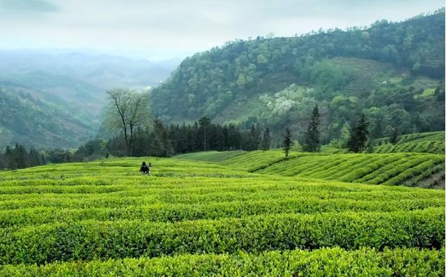 碎铜茶的毒性有多强,碎铜茶