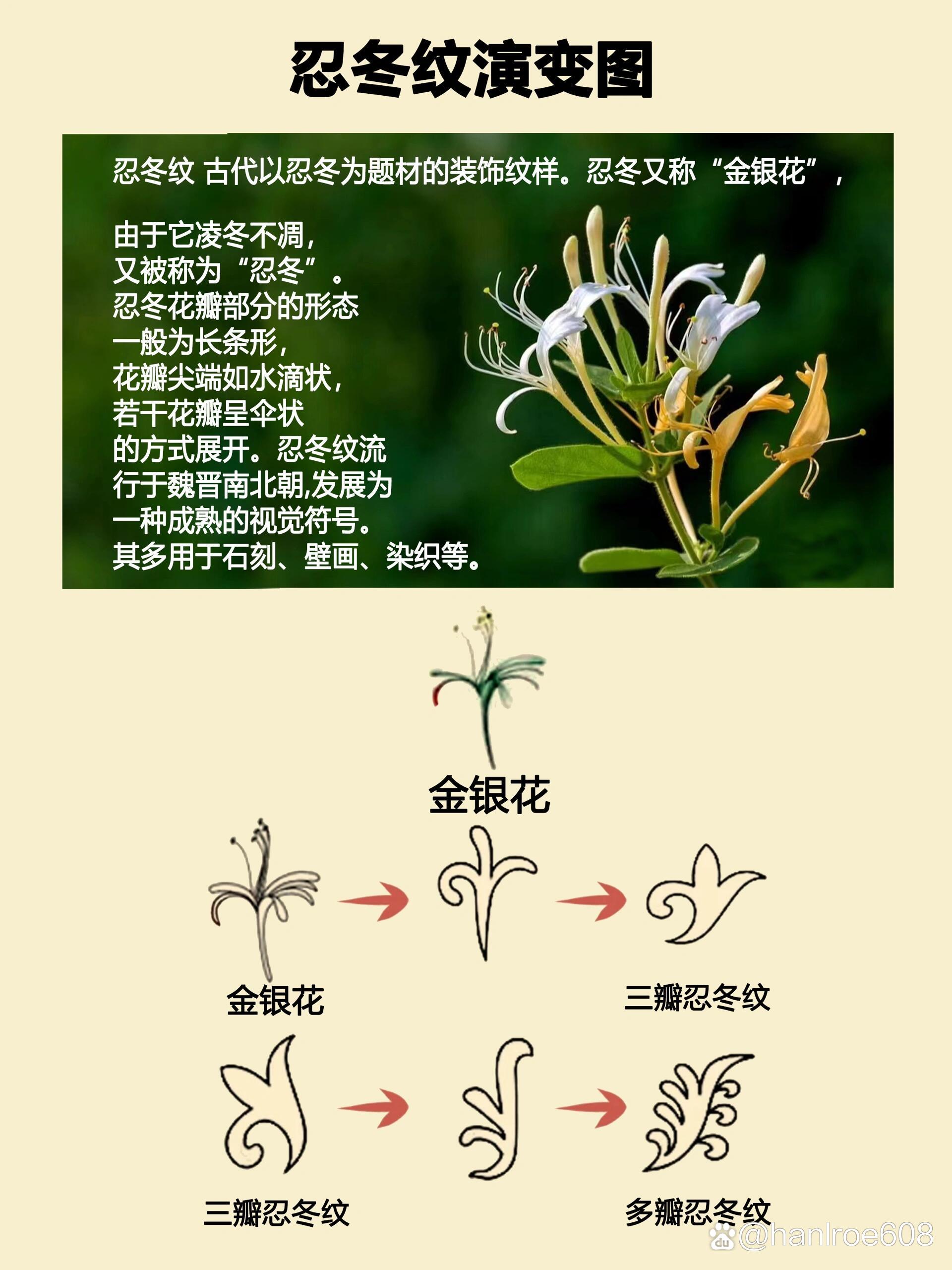 金银花的功效与作用,金银花的功效与作用菊花一起喝吗