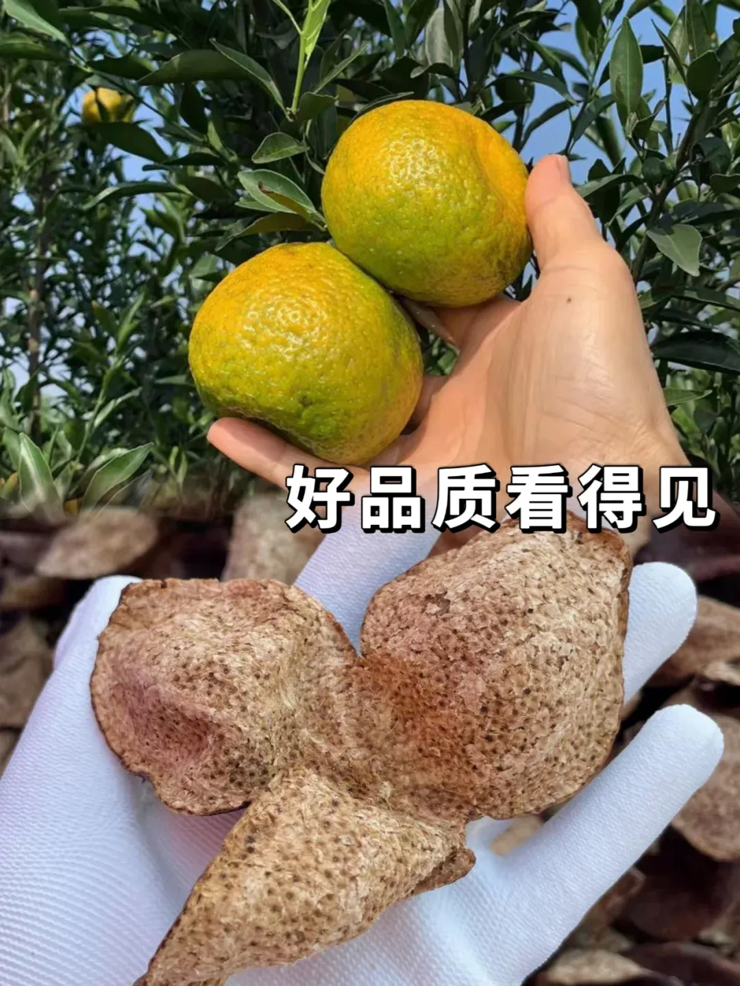 陈皮有什么作用和功效呢,陈皮有什么作用和功效