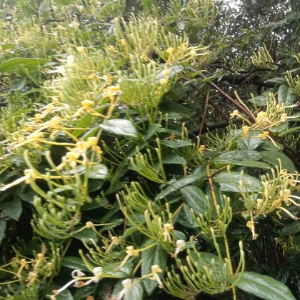 金银花主要产地山东金银花主要产地