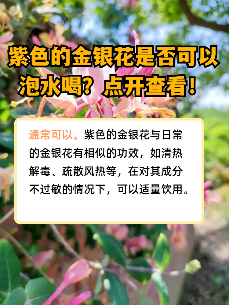 金银花泡水喝可以天天喝吗?金银花泡水喝可以天天喝吗