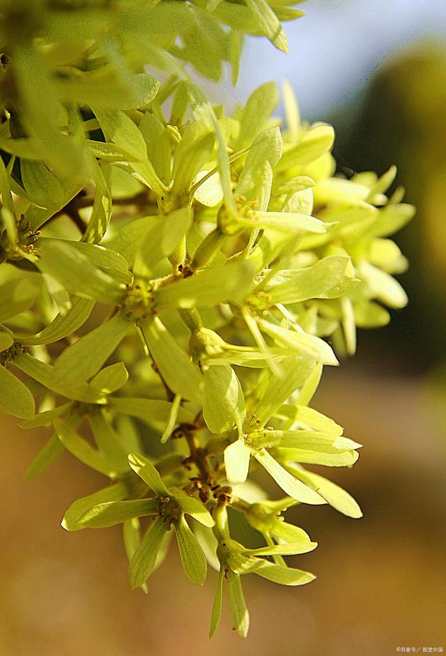 金银花树图片 藤蔓,金银花树图片