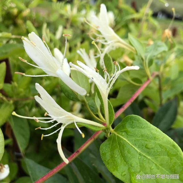 金银花长啥样,金银花长啥样子