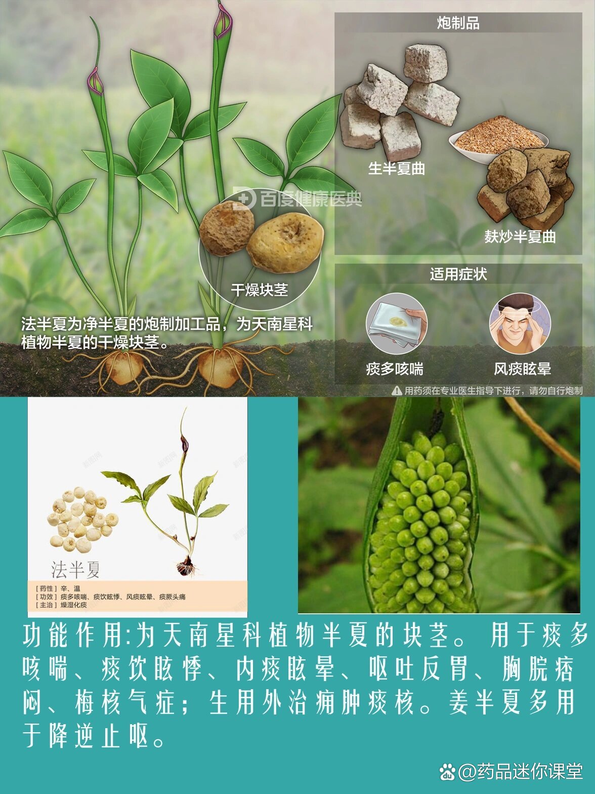 半夏的功效与作用图片半夏的功效与作用