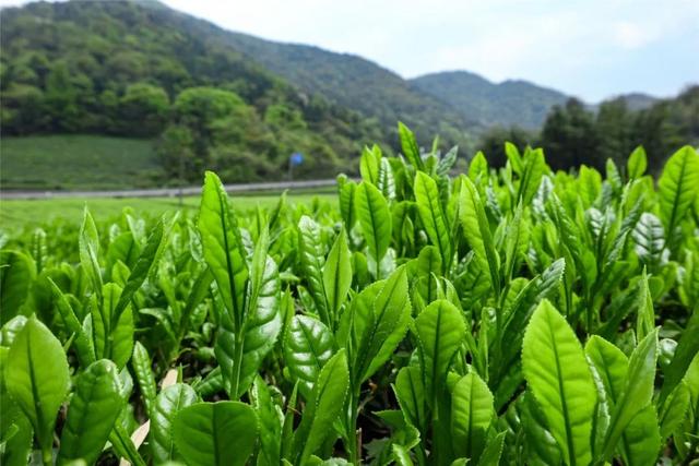 台地茶和乔木茶的区别,台地茶