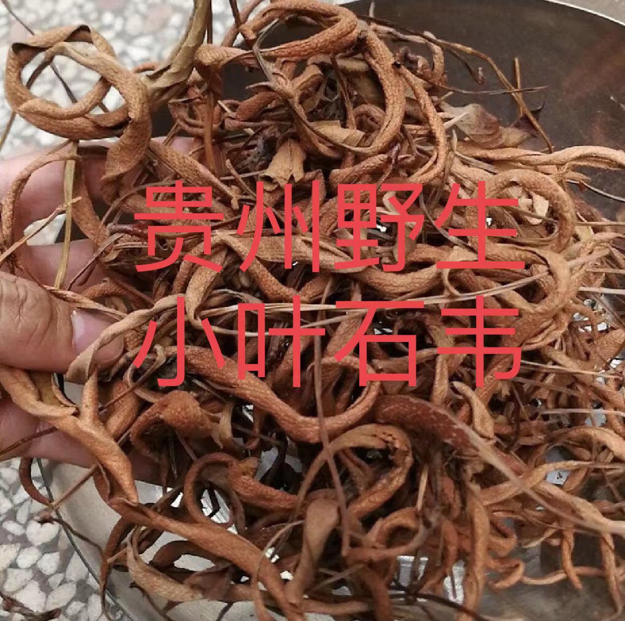 石苇石苇草图片和功效